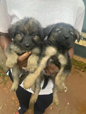 1-3 months Female Purebred German Shepherd