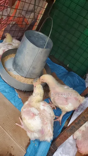 2wks Old Broilers for Sale Cage Ready