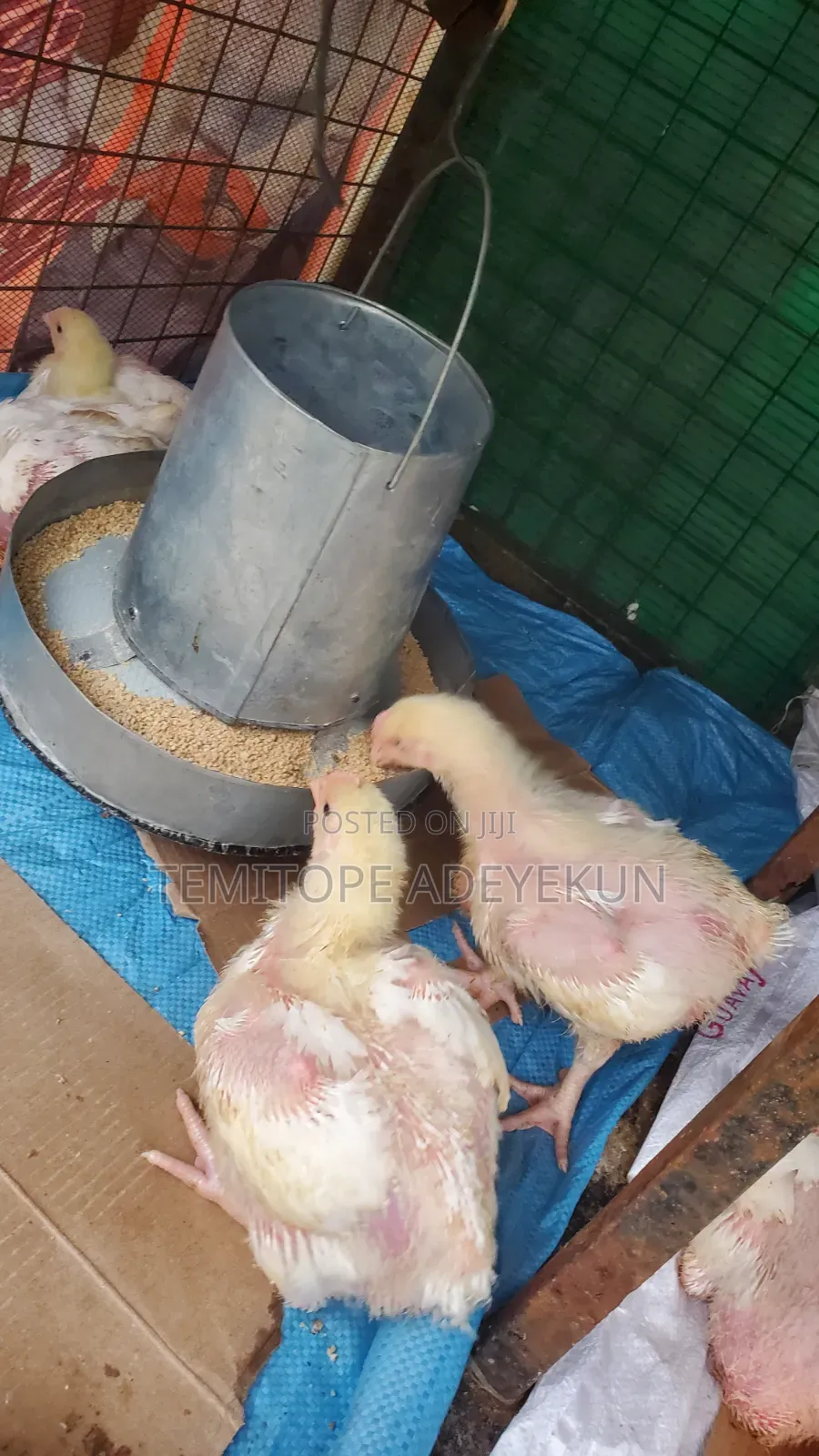 2wks Old Broilers for Sale Cage Ready