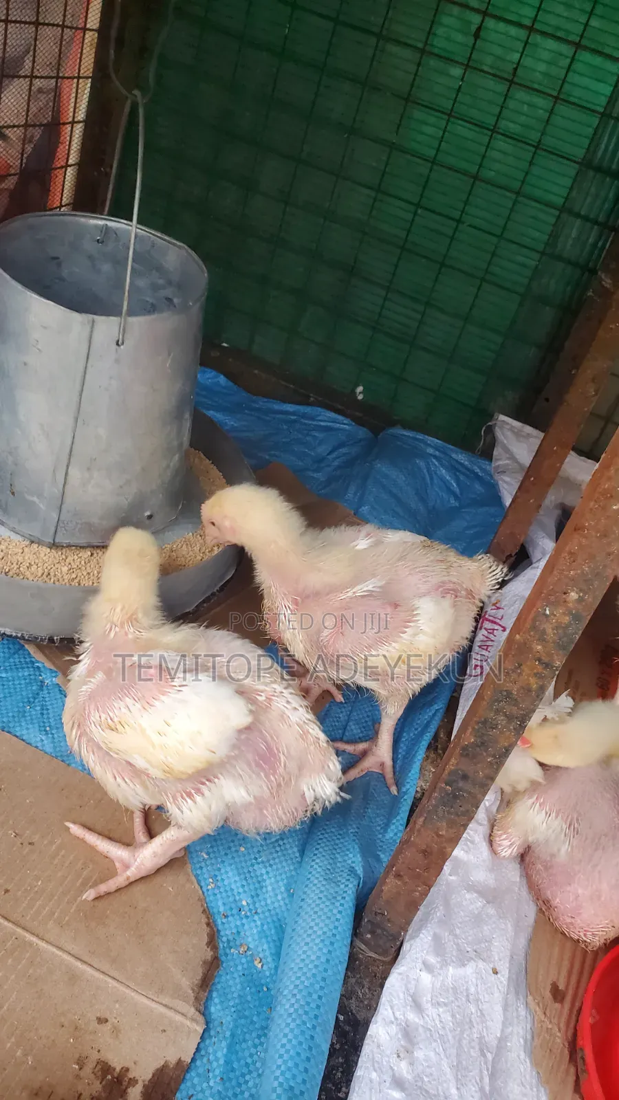 2wks Old Broilers for Sale Cage Ready