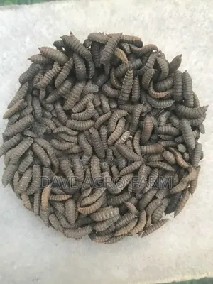 Black Soilder Fly Pupa