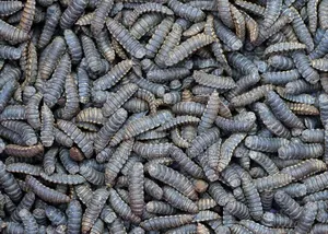 Black Soilder Fly Pupa