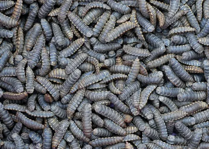 Black Soilder Fly Pupa