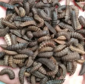 Black Soilder Fly Pupa