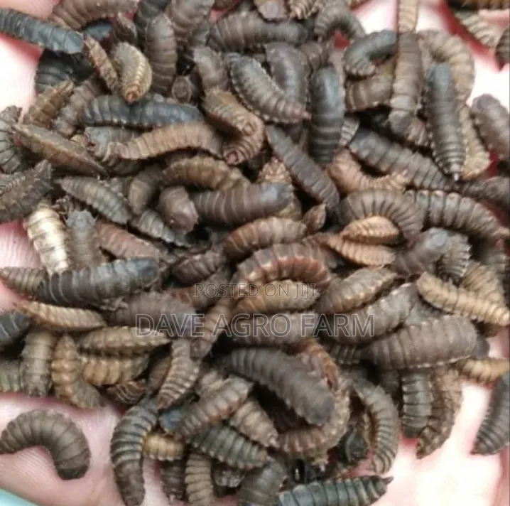Black Soilder Fly Pupa