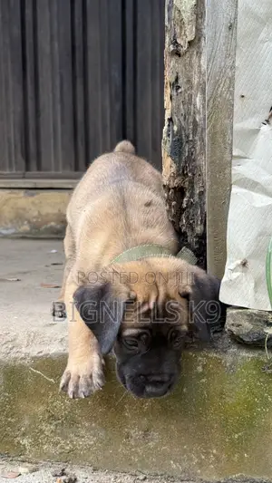 1-3 months Female Purebred Boerboel