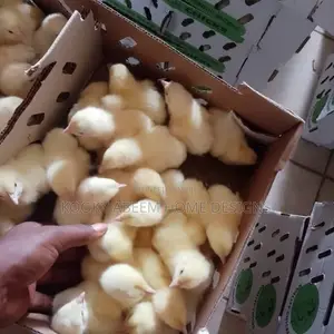 Chi/ Agrited/ Zartech Day Old Broiler Pullet Chicken