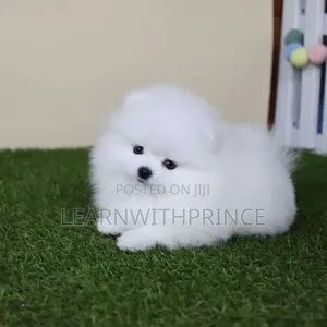 1-3 months Female Purebred Pomeranian
