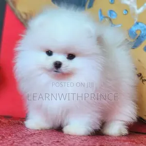1-3 months Male Purebred Pomeranian