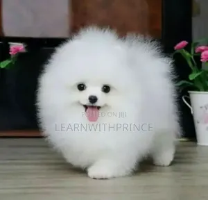 1-3 months Female Purebred Pomeranian