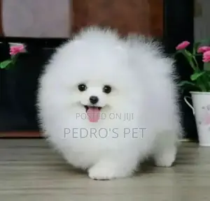 1-3 months Female Purebred Pomeranian