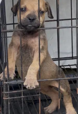 1-3 months Male Purebred Boerboel