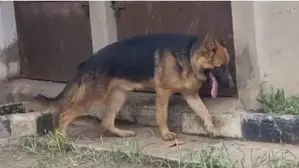 6-12 months Male Purebred German Shepherd