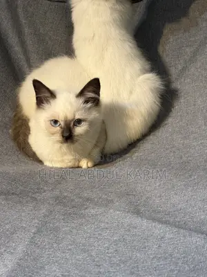 1-3 months Male Purebred Birman