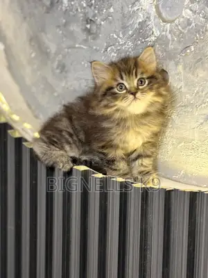 1-3 months Male Purebred Persian