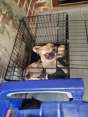 3-6 months Female Purebred Pug