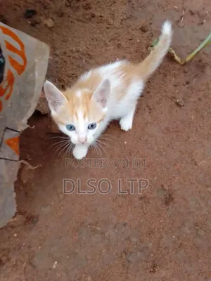 1-3 months Male Mixed Breed Cat