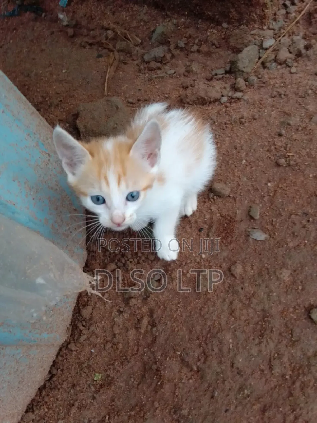 1-3 months Male Mixed Breed Cat