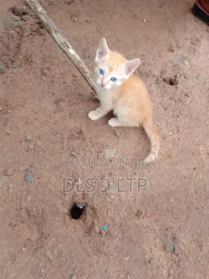 1-3 months Male Mixed Breed Cat
