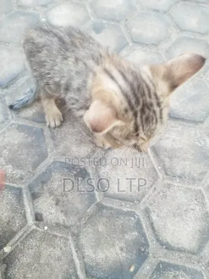 1-3 months Male Mixed Breed Cat
