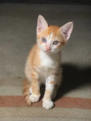 1-3 months Male Purebred American Shorthair