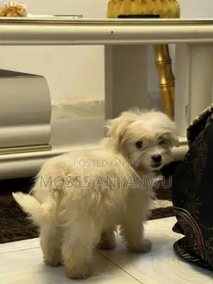 1-3 months Male Mixed Breed Lhasa Apso