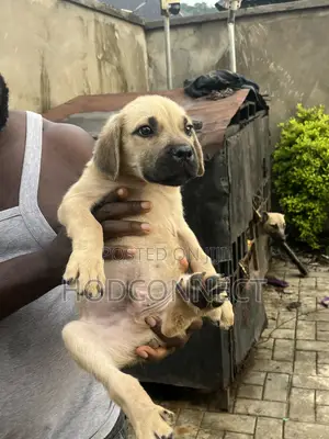 1-3 months Female Purebred Boerboel