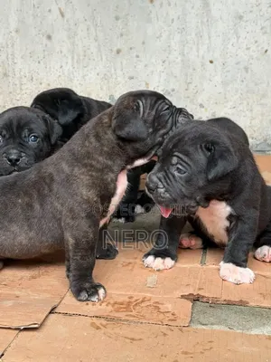 1-3 months Male Purebred Cane Corso