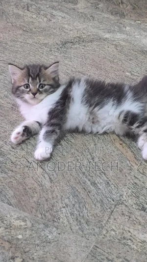 1-3 months Female Mixed Breed Persian