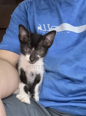 1-3 months Male Purebred Cat