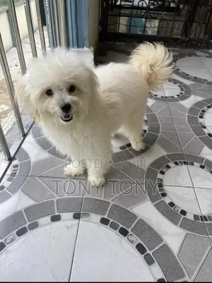 1+ year Female Purebred Lhasa Apso