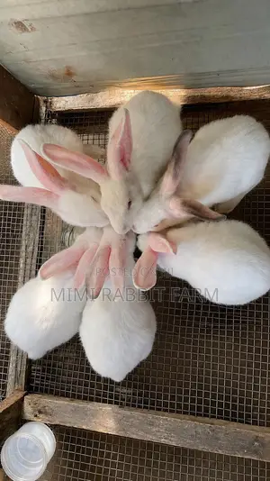 3 Months Old New Zealand White Rabbits for Sale