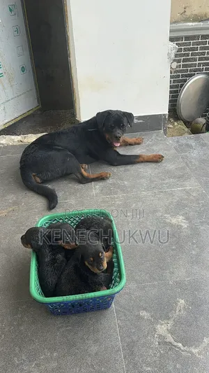 1-3 months Male Purebred Rottweiler