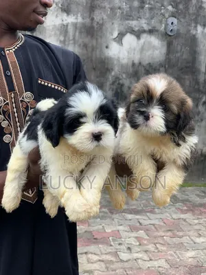 1-3 months Male Purebred Lhasa Apso