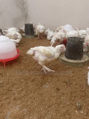 Kajin Broilers Sati 8 Don Gidajen Abinci a Kano