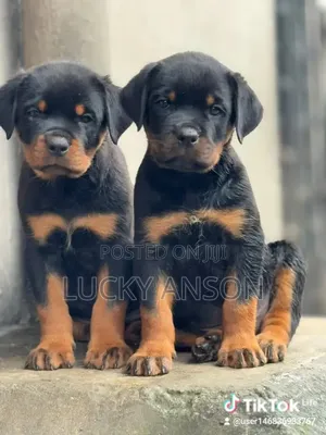 1-3 months Male Purebred Rottweiler