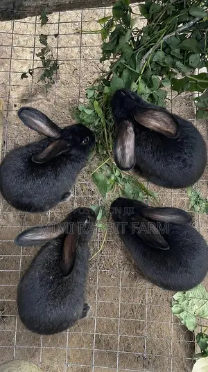 2 Months New Zealand Black Rabbits for Sale