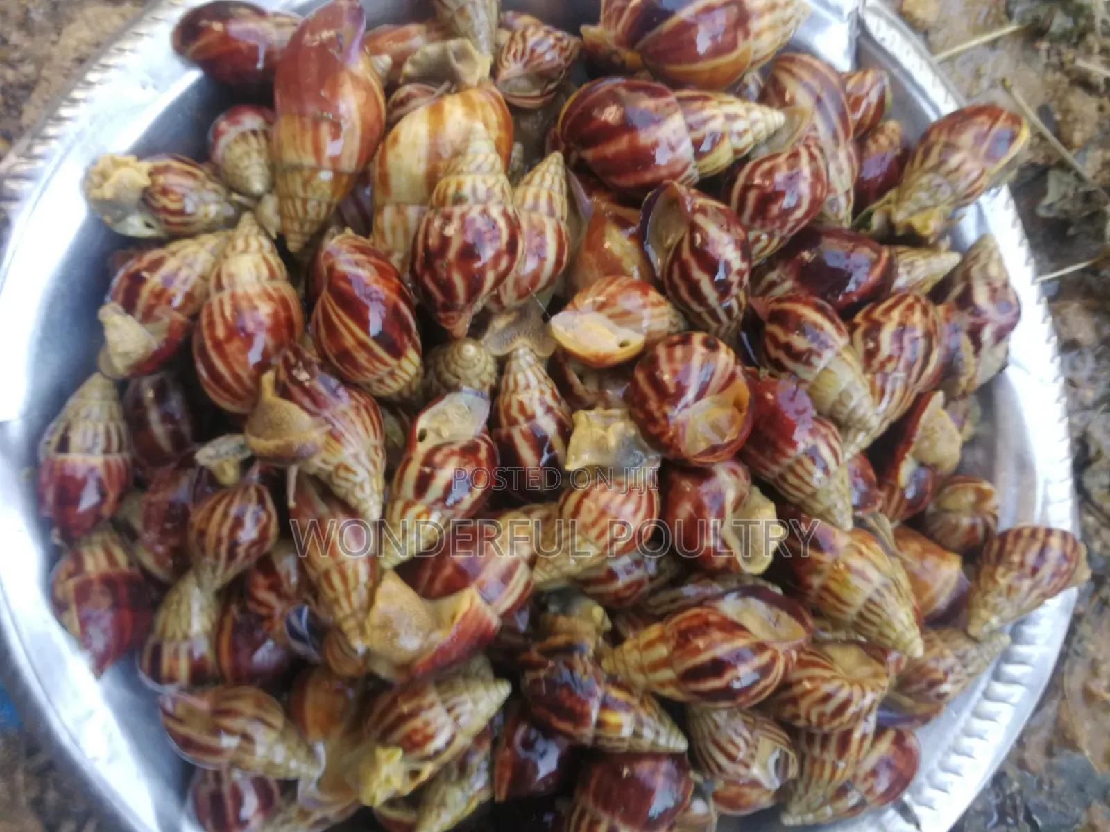 African G Snail