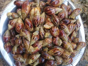 African G Snail