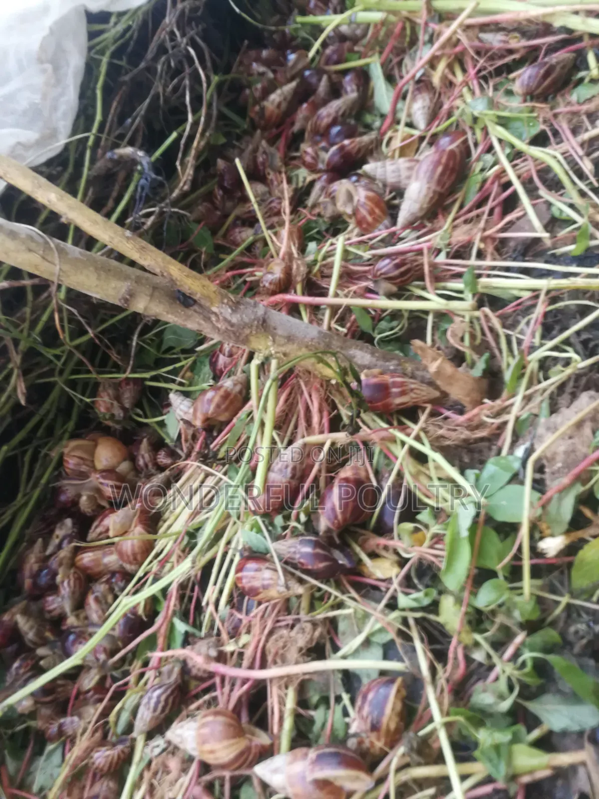 African G Snail