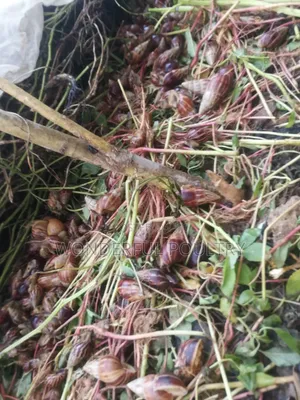 African G Snail