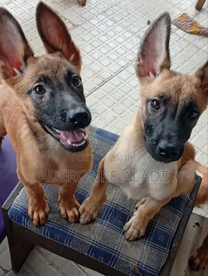 1-3 months Female Purebred Belgian Malinois