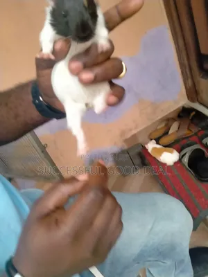 Sweet and Friendly Guinea Pig Looking for a Loving Home