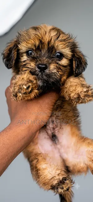 1-3 months Male Purebred Lhasa Apso