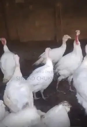 Live Big Turkey