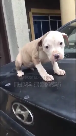 1-3 months Male Purebred American Pit Bull Terrier