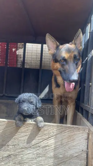 1-3 months Female Purebred German Shepherd