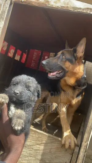 1-3 months Female Purebred German Shepherd