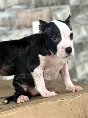 1-3 months Female Purebred American Bully