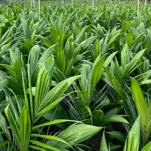 HYBRID Oil Palm Seedlings for Planting